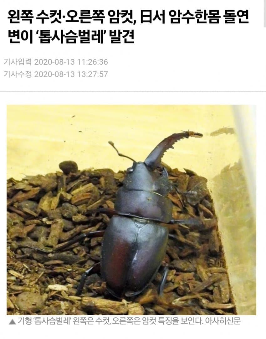 본토산 후타리나 파루코짤.jpg