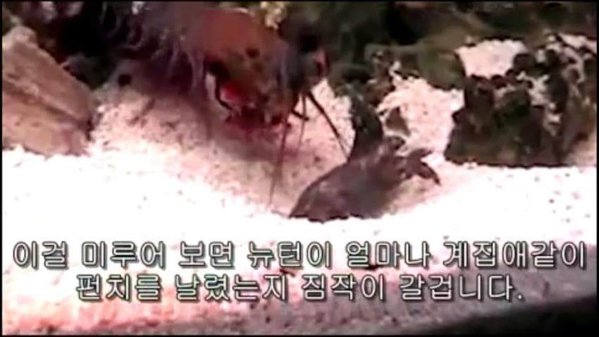 디시 다이스 스레) 나리타 브라이언의 닌자라이프 AFTER 시스터 2-2