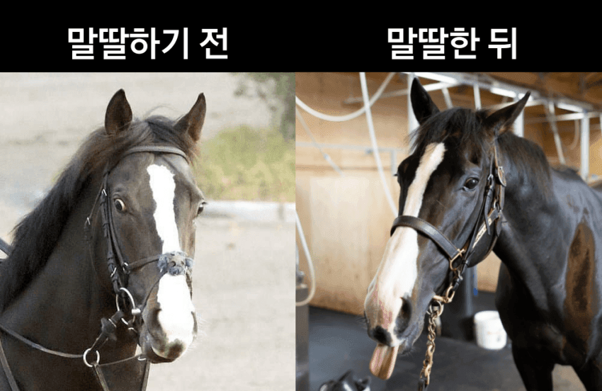 말딸하기 전 말 이미지 vs 현시점 말 이미지
