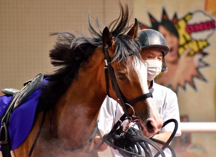 핫산)2021 코토S - 멜로디 레인 / 350kg의 아이돌 호스