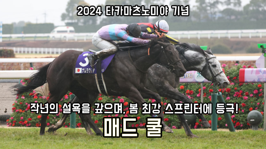 핫산) 매드 쿨 - '24 타카마츠노미야 기념 「코 차이의 리벤지」