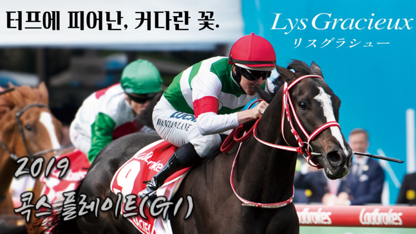 핫산) 2019 콕스 플레이트 - 리스 그라슈 / 호주에서 피어난 백합