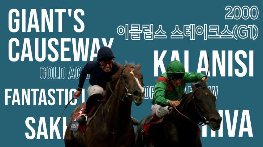 다음 경마 핫산 썸네일(저퀄)