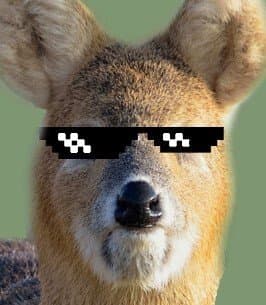 [괴문서] 수학여행 고라니 소동