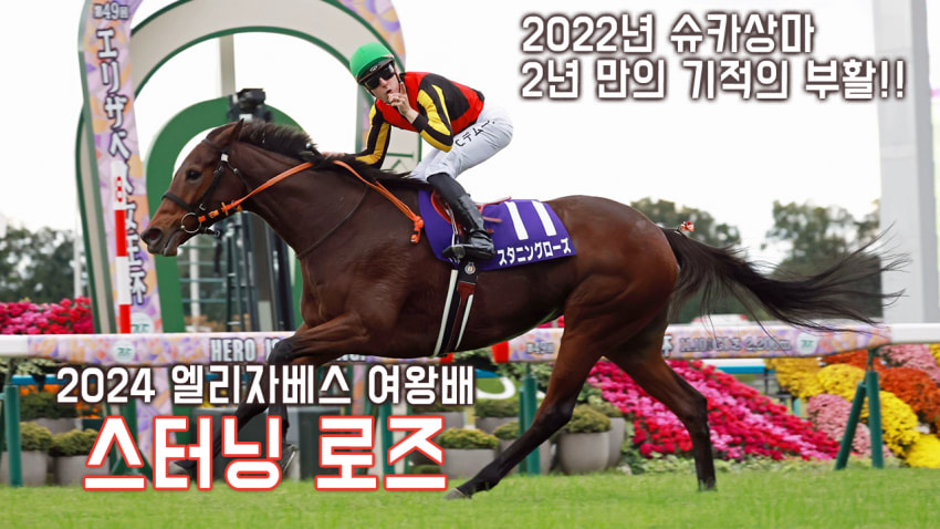 핫산) 스터닝 로즈 -24 엘리자베스 여왕배 「다시 피어나는 가을의 꽃」