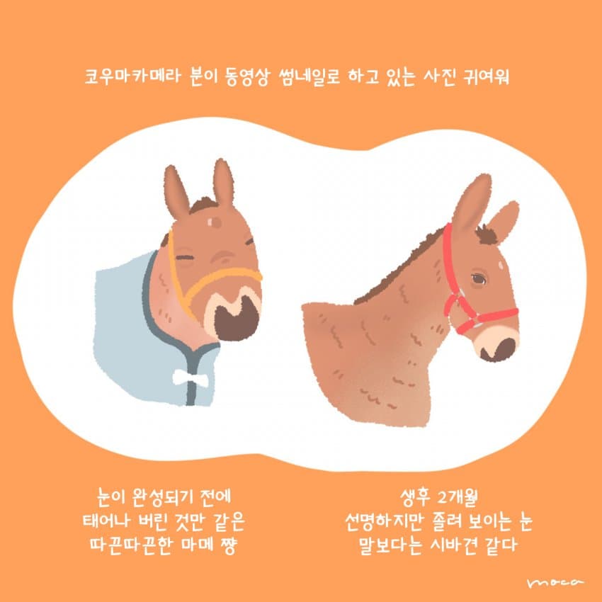 그 시절 마메 만화 모음
