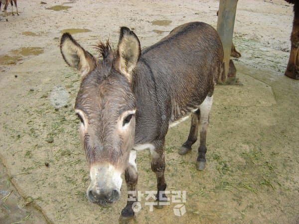 [괴문서] 왜 말딸은 당나귀와 비교를 하면 난리를 칠까요?