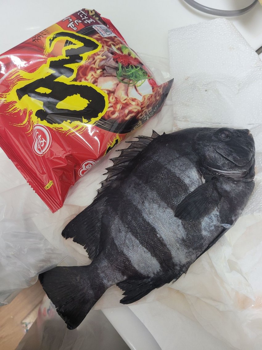 슈발 그랑이 낚아준 돌돔 라면에 넣는 트레이너...