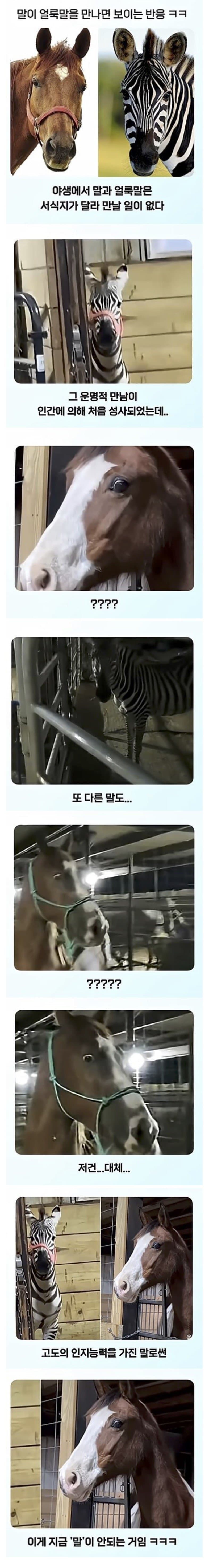말이 얼룩말을 만나면 보이는 반응